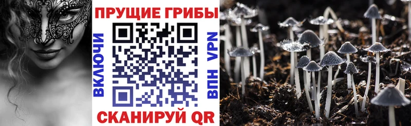 omg ССЫЛКА  что такое   Соль-Илецк  Псилоцибиновые грибы Cubensis 